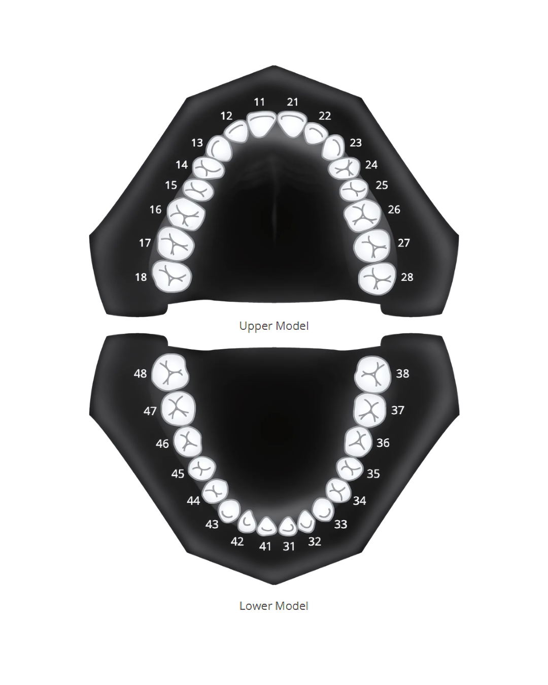 Teeth Diagram